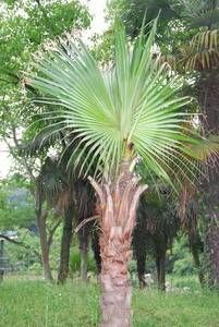 Livistona chinensis
