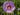 Hibiscus paramutabilis x syriacus 'Tosca'