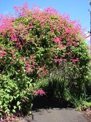 Antigonon leptopus