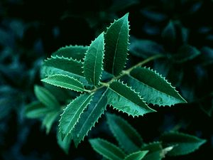 Osmanthus x fortunei 'San Jose' Fortune's tea olive, tall upright evergreen with finely toothed glossy leaves
