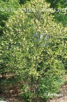 Pterostyrax corymbosus