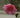 Camellia japonica x reticulata "Brian"