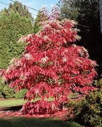 Oxydendrum arboreum, sourwood, drooping sprays of white urn-shaped summer flowers.