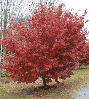 Parrotia persica, Persian ironwood, foliage and mottled exfoliating patchwork bark.