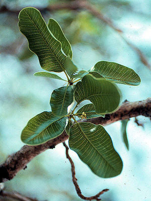 Schinus gracilipes