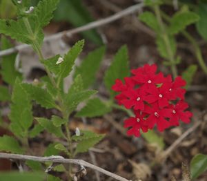 Verbena peruviana