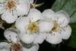 Crataegus harbisonii