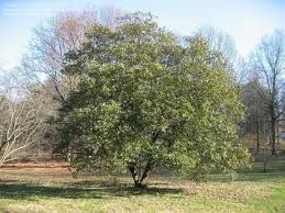 Magnolia virginiana australis 'Woodlanders Evangeline' evergreen sweetbay, glossy green leaves with silvery undersides