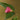 Camellia saluensis 'Appleblossom', single apple-blossom-pink flowers on a bushy evergreen camellia.