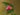 Camellia saluensis 'Appleblossom', single apple-blossom-pink flowers on a bushy evergreen camellia.