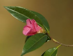 Camellia saluensis 'Appleblossom', single apple-blossom-pink flowers on a bushy evergreen camellia.