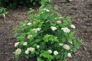 Viburnum bracteatum "Emerald Luster"