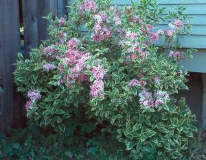 Weigela florida 'Variegata'