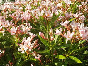 Nerium oleander 'Salmon' (salmon oleander) with ruffled double salmon-pink summer flowers and glossy evergreen foliage.
