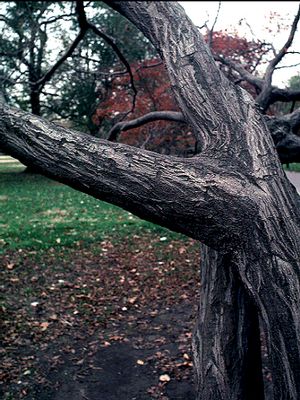 Carpinus caroliniana, American hornbeam, smooth muscled gray bark and fine green foliage of a native tree.