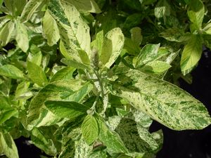 Clethra tomentosa 'Woodlander's Sarah' variegated summersweet with cream-splashed green leaves and white flower spikes
