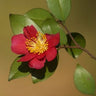 Camellia sasanqua 'Yuletide', single fire-red flower with a boss of golden stamens against glossy dark green foliage