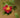 Camellia sasanqua 'Yuletide', single fire-red flower with a boss of golden stamens against glossy dark green foliage