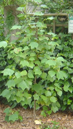 Exbucklandia populnea, rare evergreen tree with large glossy tulip-poplar-like leaves.