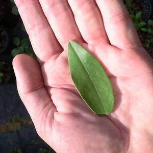 Magnolia virginiana (Dodd's small leaf)