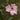 Camellia saluensis, the Salween camellia, single soft pink flowers with yellow stamens on a bushy evergreen shrub.