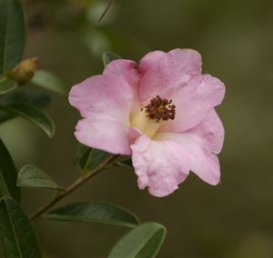 Camellia saluenensis