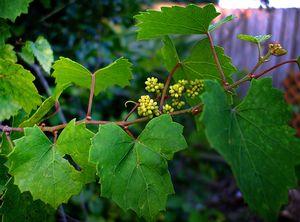 Vitis munsoniana