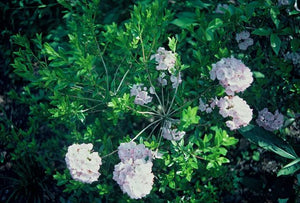 Kalmia latifolia x hirsuta, hybrid laurel, soft pink cup-shaped flower clusters on a compact evergreen shrub