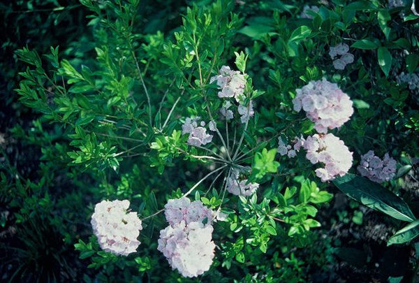 Kalmia latifolia x hirsuta