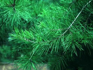 Pinus glabra, spruce pine, soft dark green paired needles and smooth gray bark.