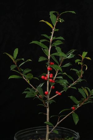 Ilex 'Sand Pond', myrtleleaf x American holly hybrid, small glossy evergreen leaves and abundant large red berries