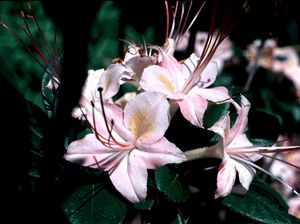 Rhododendron viscosum ‘Roseum’