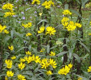 Helianthus angustifolius swamp sunflower, masses of yellow dark-centered flowers on tall stems.