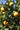 Citrus (X Citrus) Poncirus trifoliata x Citrus aurantium