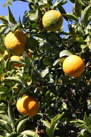 Citrus (X Citrus) Poncirus trifoliata x Citrus aurantium