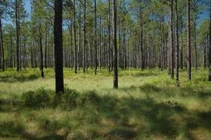 Pinus palustris, longleaf pine, long green needles in dense fountaining tufts.