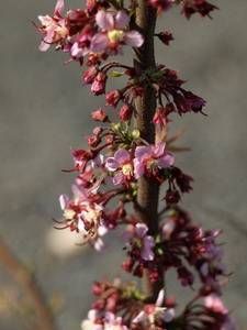 Ungnadia speciosa