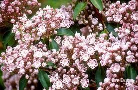 Kalmia latifolia 'Croft Carpet'