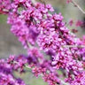 Cercis canadensis, eastern redbud, rosy-pink spring flowers clustered along a bare branch.