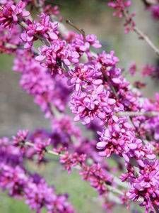 Cercis canadensis