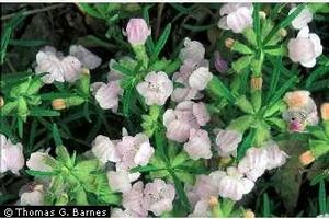Conradina glabra