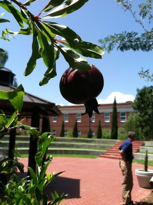 Punica granatum ‘Eight Ball’