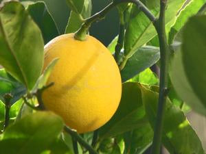 Citrus x meyeri 'Meyer', Meyer lemon, thin-skinned deep-yellow fruit on a compact evergreen tree.