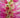 Callistemon paludosus (hybrid?)
