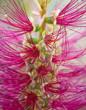 Callistemon paludosus (hybrid?)