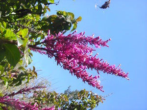 Odontonema callistachyum purple firespike, erect amethyst flower spike above glossy green foliage