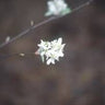 Amelanchier canadensis, shadblow serviceberry, white flowers in short upright clusters on bare gray wood in early spring