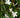 Jasminum officinale var. grandiflorum