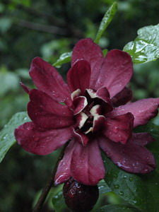 Calycanthus x raulstonii 'Hartlage Wine' sweetshrub, deep wine-red magnolia-like flower with a gold center
