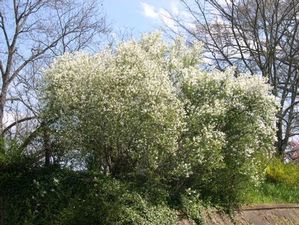 Exochorda racemosa